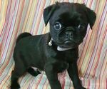 Small Pug