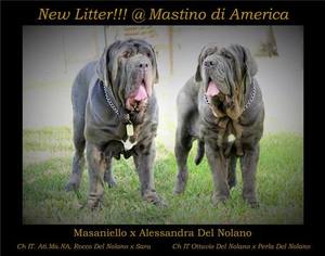 Neapolitan Mastiff Puppy for sale in FORT LAUDERDALE, FL, USA
