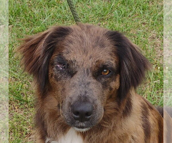 Medium Photo #1 Australian Shepherd-Unknown Mix Puppy For Sale in Cookeville, TN, USA