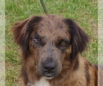 Small Australian Shepherd Mix