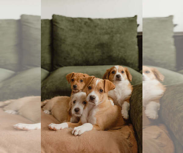 Medium Photo #3 Mutt Puppy For Sale in Mission Viejo, CA, USA