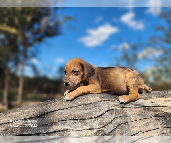 Medium Photo #2 Catahoula Leopard Dog Puppy For Sale in CUMBY, TX, USA