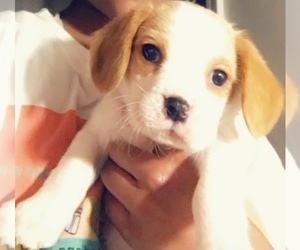 Beagle Puppy for sale in VALPARAISO, IN, USA