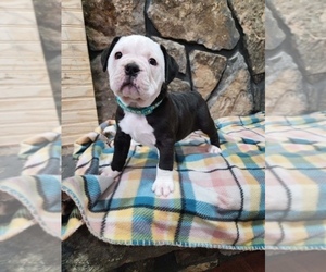 Olde English Bulldogge Puppy for sale in MCMINNVILLE, TN, USA