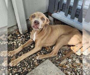 Labrador Retriever-Unknown Mix Dogs for adoption in San Antonio, TX, USA