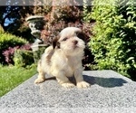 Small #7 Shih Tzu