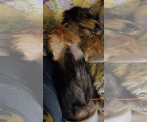 Father of the Yorkshire Terrier puppies born on 11/11/2025