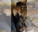 Small Photo #1 Yorkshire Terrier Puppy For Sale in CORRY, PA, USA