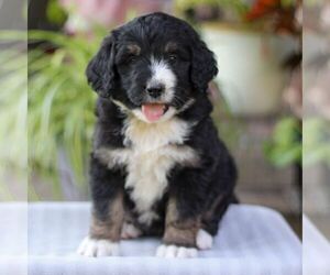Bernedoodle Puppy for sale in DENVER, PA, USA