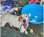Small Photo #7 Coonhound-Great Pyrenees Mix Puppy For Sale in Tracy City, TN, USA