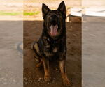 Small #10 German Shepherd Dog