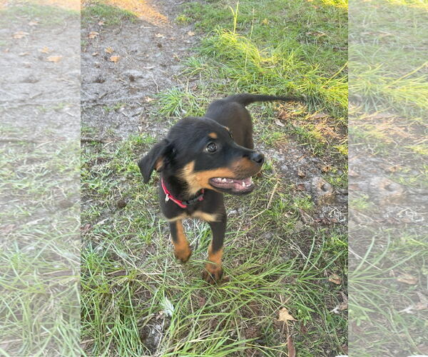Medium Photo #7 Mutt Puppy For Sale in White Hall, AR, USA