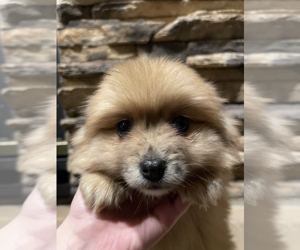 Medium Photo #9 Pomsky Puppy For Sale in ROMULUS, MI, USA