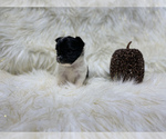 Small Photo #38 Shiranian Puppy For Sale in HAYWARD, CA, USA