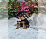 Small #4 Yorkshire Terrier