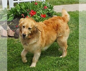 Mother of the Goldendoodle-Poodle (Miniature) Mix puppies born on 05/07/2021