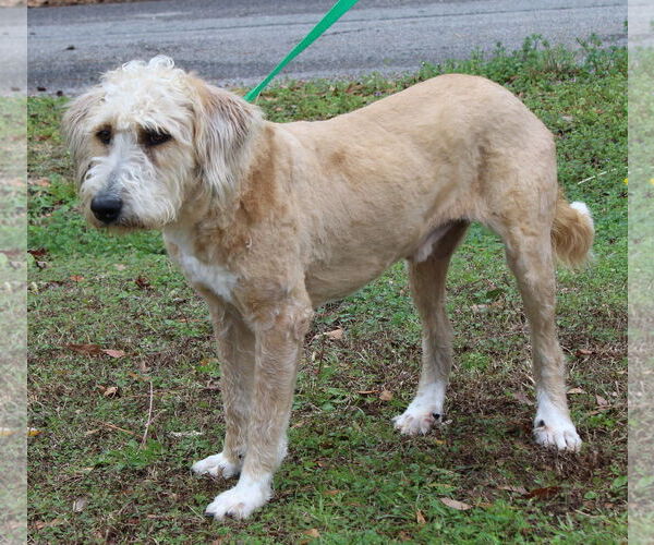 Medium Photo #3 Goldendoodle Puppy For Sale in Prattville, AL, USA