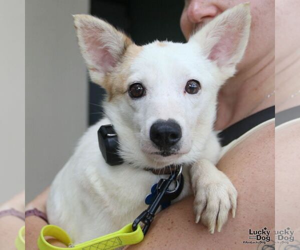 Medium Photo #8 Mutt Puppy For Sale in Washington, DC, USA