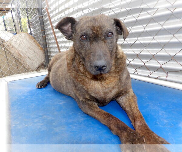 Medium Photo #1 Mutt Puppy For Sale in San Diego, CA, USA