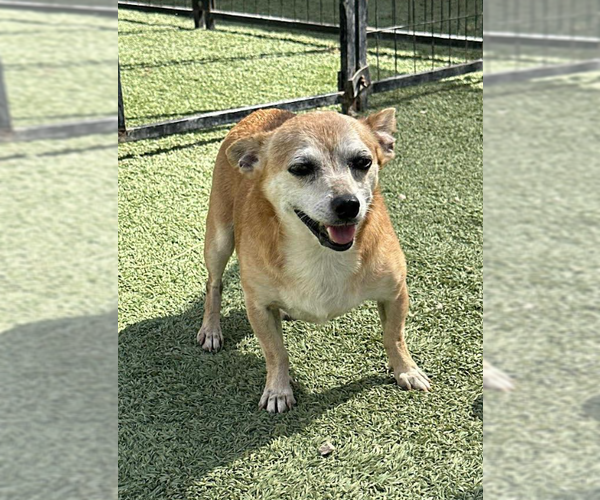 Medium Photo #7 Chihuahua-Unknown Mix Puppy For Sale in Cranston, RI, USA