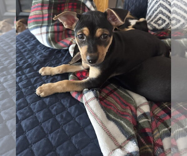 Medium Photo #4 Mutt Puppy For Sale in Brooklyn Center, MN, USA