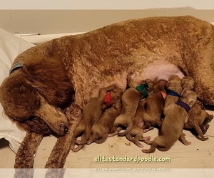 Poodle (Standard) Puppy for sale in WILSON, CT, USA