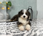 Small #3 Miniature Bernedoodle
