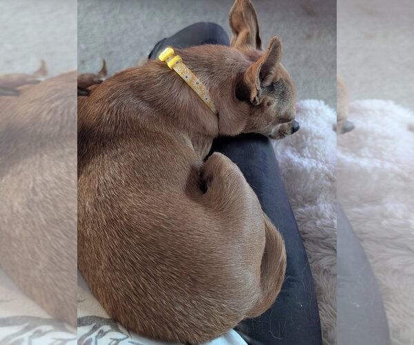 Medium Photo #5 Chihuahua Puppy For Sale in Omaha, NE, USA