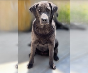 Mother of the Labrador Retriever puppies born on 06/16/2025