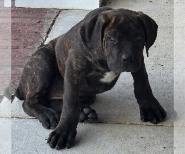 Medium Photo #1 Cane Corso Puppy For Sale in FAYETTEVILLE, NC, USA