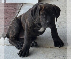 Cane Corso Puppy for sale in FAYETTEVILLE, NC, USA