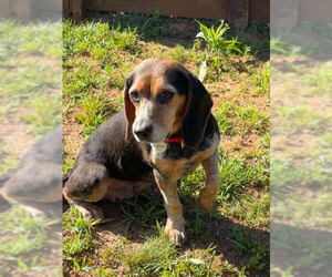 Beagle Dogs for adoption in Candler, NC, USA