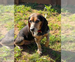 Small Beagle