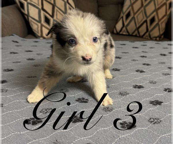 Medium Photo #95 Miniature Australian Shepherd Puppy For Sale in SALISBURY, NC, USA
