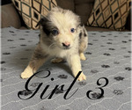 Small Photo #8 Miniature Australian Shepherd Puppy For Sale in SALISBURY, NC, USA