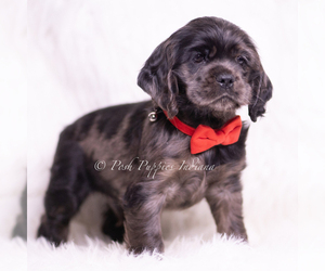 Cocker Spaniel Puppy for sale in WARSAW, IN, USA
