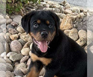 Rottweiler Puppy for sale in BRIGHTON, CO, USA