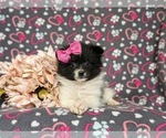 Small Photo #5 Pomeranian Puppy For Sale in CHRISTIANA, PA, USA