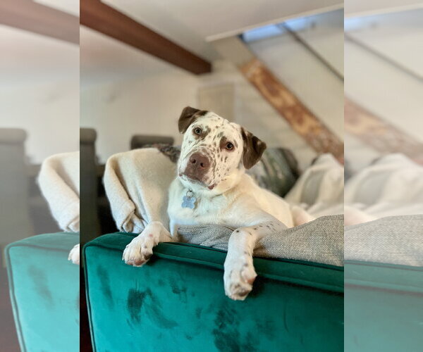 Medium Photo #7 Catahoula Leopard Dog-Unknown Mix Puppy For Sale in Holly Springs, NC, USA