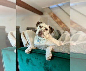 Freckles - Male Catahoula Leopard Dog-Unknown Mix Dog for Adoption - Photo #7