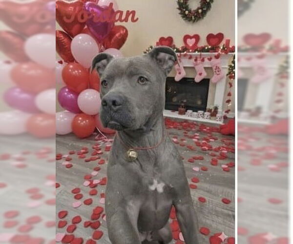 Medium Photo #1 Mutt Puppy For Sale in Rockaway, NJ, USA