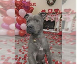 Mutt Dogs for adoption in Rockaway, NJ, USA