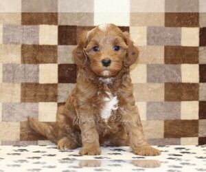 Cavapoo (Miniature) Puppy for Sale in DENVER, Pennsylvania USA