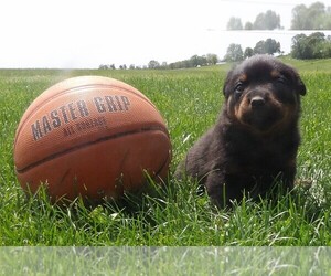 Rottweiler Puppy for sale in CASSVILLE, MO, USA