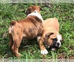Small Photo #6 English Bulldog Puppy For Sale in WOODSTOCK, GA, USA