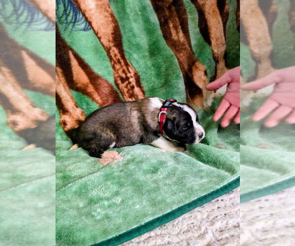 Medium Photo #7 Saint Bernard Puppy For Sale in CONVOY, OH, USA