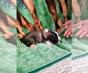 Medium Saint Bernard