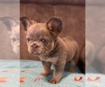 Small #5 French Bulldog