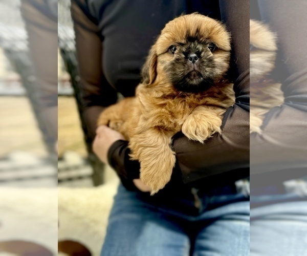 Medium Photo #7 Shih Tzu Puppy For Sale in SUGAR HILL, GA, USA