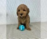 Small #1 Cavapoo